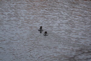 池を泳ぐ二羽のホオジロガモ