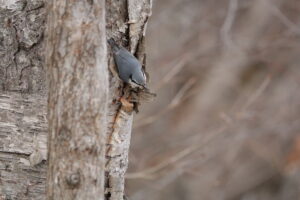 木の幹を移動するゴジュウカラ