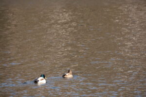 マガモのつがい