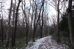 雪の残っている森の園路の様子