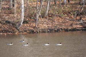 池に浮かぶ水鳥