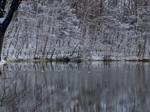 池とカワアイサ