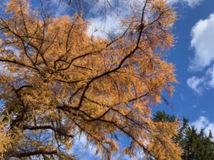 黄色く紅葉したカラマツ