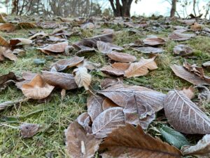 霜の降りた落ち葉