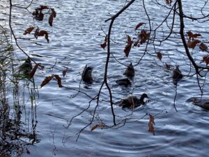 おしりを水面に突き出して食事中のマガモ