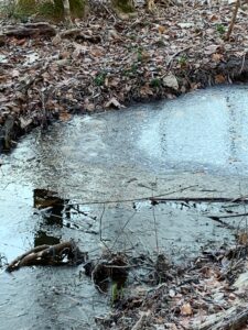 湿原の水が凍っていました