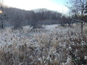 霜の降りた湿原のヨシ