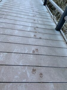 木道についたアライグマの足跡