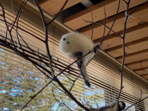 フェルトで作られたシマエナガの展示物