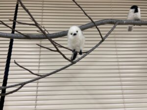 フェルトで作られたシマエナガの展示物