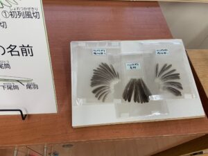 ハシブトガラの羽根