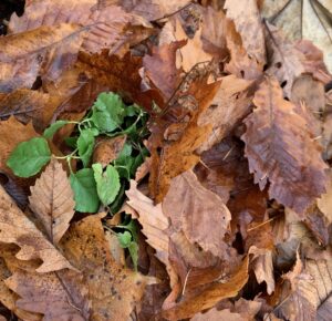 コイチヤクソウの緑色の葉