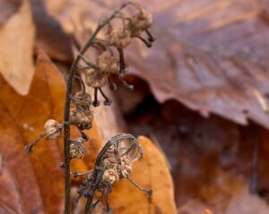 立ち枯れた果実