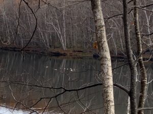 池に水鳥が浮かんでいる