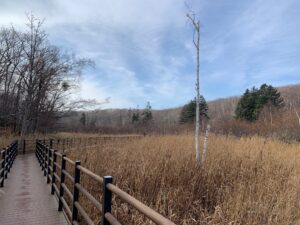 湿原の木道の様子