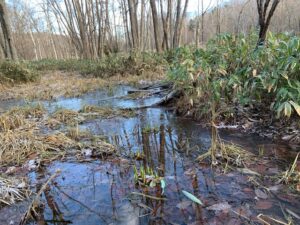 凍り始めた湿原