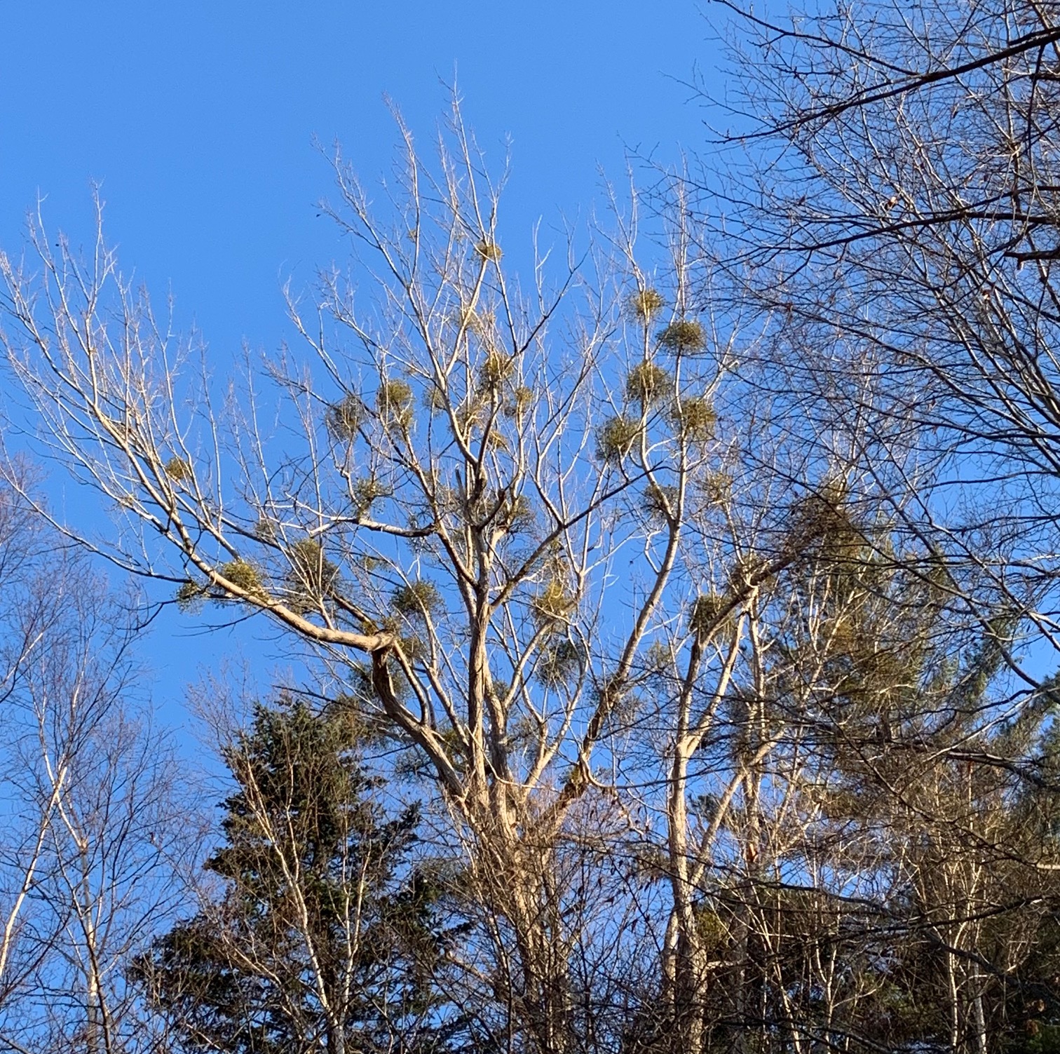 ドロノキにたくさんついたヤドリギ