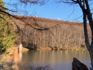 すっかり落葉した森