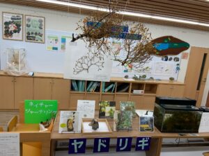 ヤドリギの展示