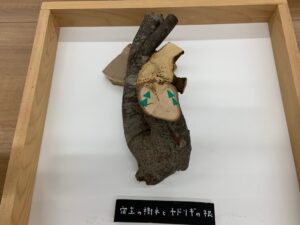 ヤドリギの寄生根の断面の展示