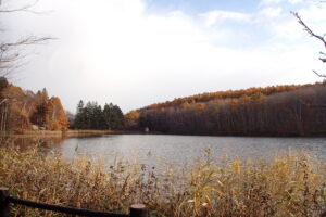 池と落葉の進んだ森