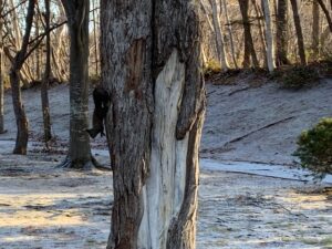 樹の幹に頭を下につかまっているエゾリス
