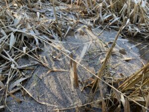 凍った湿原の様子