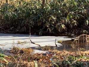 凍った湿原の様子