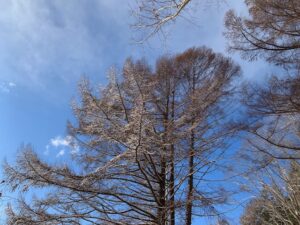 落葉したカラマツ