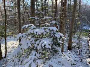 雪をかぶった針葉樹