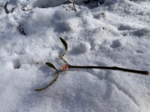 雪の上に落ちているヤドリギの枝