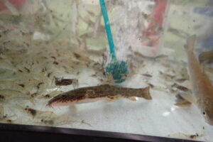 水槽のフクドジョウ