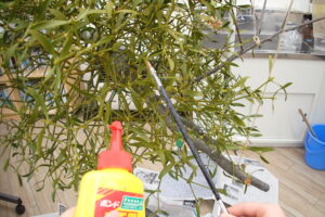 ヤドリギにボンドを塗っている