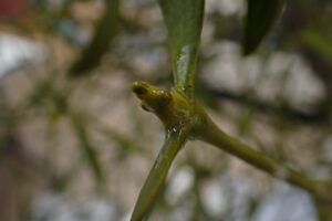 ヤドリギの冬芽