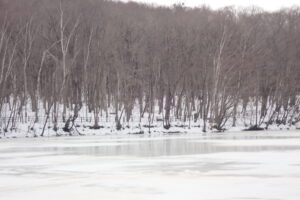 氷の表面が溶けている池