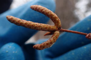 シラカンバの花芽