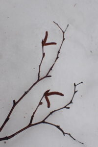 シラカンバの枝