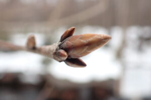 ミズナラの冬芽