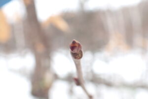 クリの冬芽