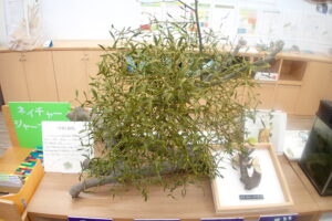 ヤドリギの展示