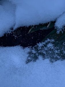 フロストフラワー