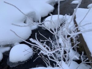 氷の結晶のついた枝