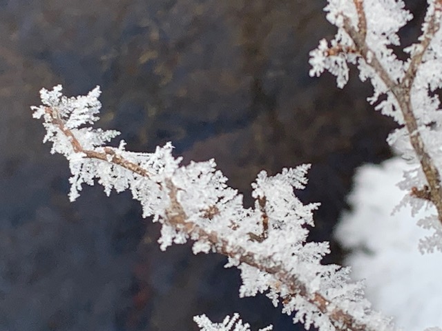 氷の結晶のついた枝