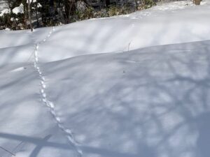 雪の上についた足跡