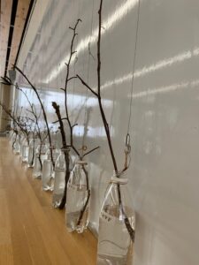 ボトルに生けた冬芽のが並んでいる展示