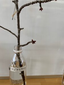 ボトルに生けた冬芽