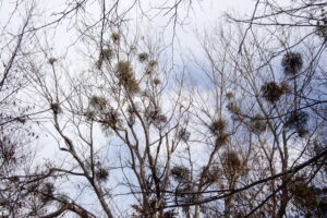 木の枝についたヤドリギ