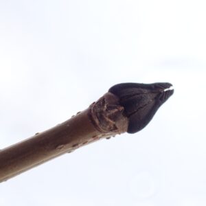 ヤチダモの大きな冬芽