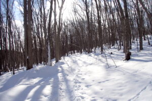 雪の積もった森の中の様子