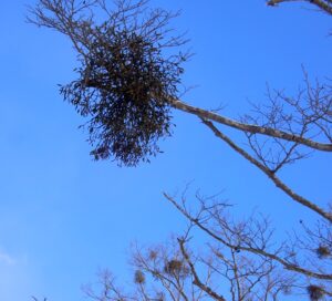 木の枝についたヤドリギ